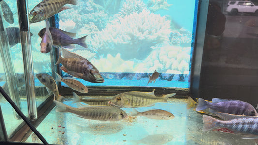 Lichnochromis Acuticeps Malawi Gar