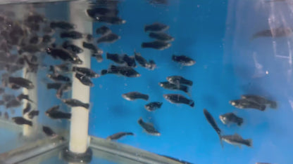 Black Swordtail LARGE