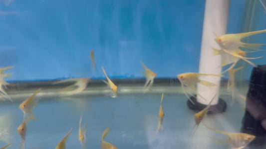 Albino Golden Veiltail Angelfish (Pterophyllum Scalare)