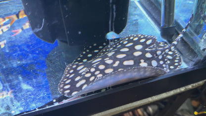 Black Diamond Stingray (Potamotrygon leopoldi)
