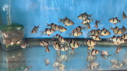 Tiger Barb red fin