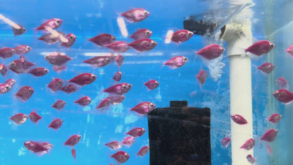 Glow Tetras