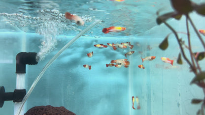 Super Koi Guppy (Poecilia reticulata)