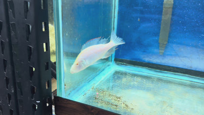 Compressiceps Albino Cichlid