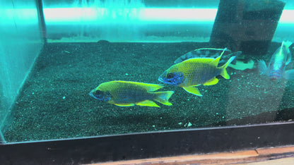 Lemon Jake Peacock - Fish