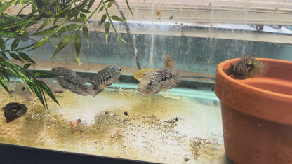 RED TEXAS CICHLID (HERICHTHYS CYANOGUTTATUS SP)