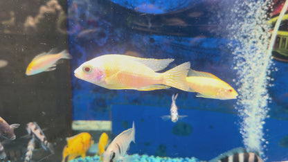 Albino Taiwan Reef Hap 4”