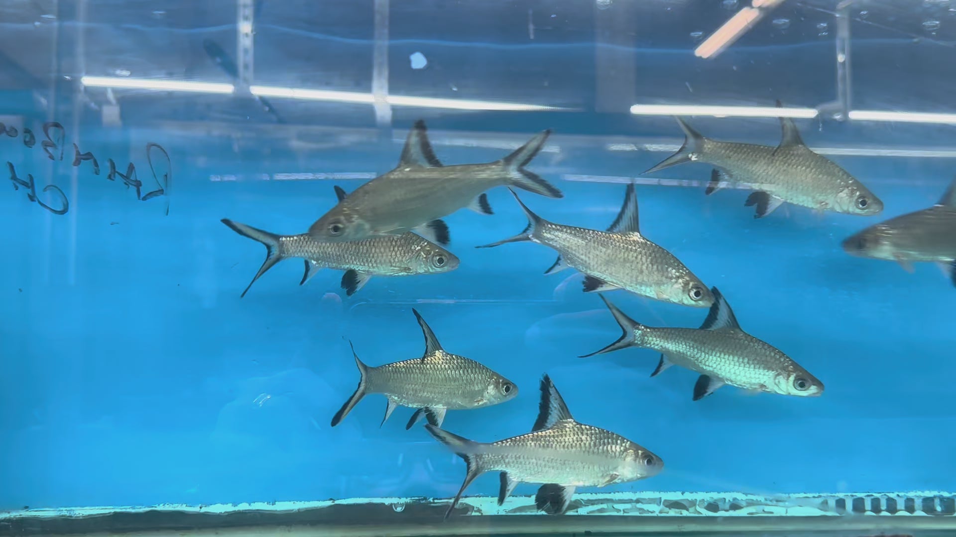 SHARK – Danaqua Live Fish & More