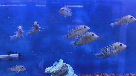 Yellow Hump Eartheater (Geophagus pellegrini) 3.5”-4”