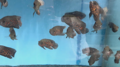 Red Tiger Oscar 2.5”-3”