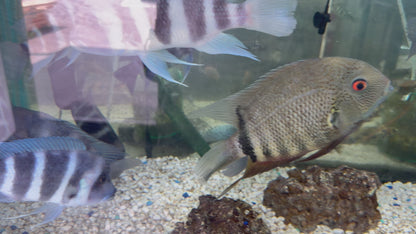 Green Severum (Heros efasciatus)