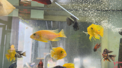 Safran Peacock Aulonocara sp. "Safran"