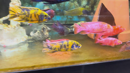 Dragon Blood Albino OB - Fish