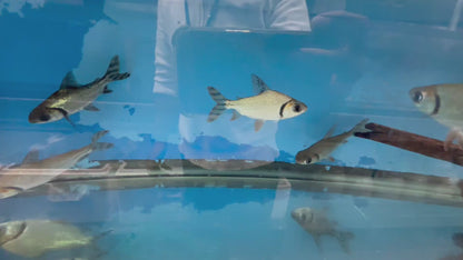 Flagtail Prochilodus