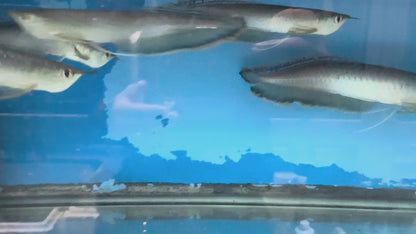 Black Arowana (Osteoglossum Ferreirai)
