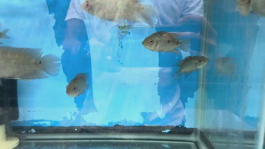 Trimac cichlid (Amphilophus trimaculatus) MEDIUM