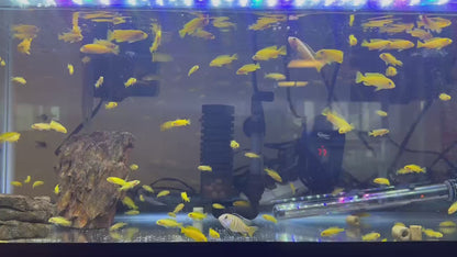 Chindongo saulosi Mbuna Juveniles