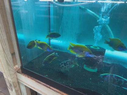 Lemon Jake Peacock - Fish