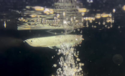 SNOW WHITE BLACK AROWANA - ONLY ONES IN THE USA WILD