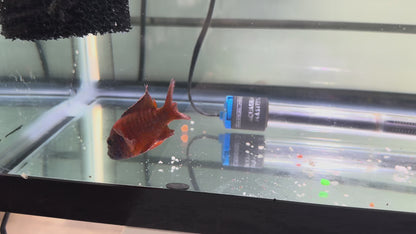 GRADE-A RED PEACOCK 4" MALE