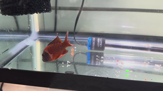 GRADE-A RED PEACOCK 4" MALE