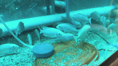 Albino Moori - Albino Blue Dolphin