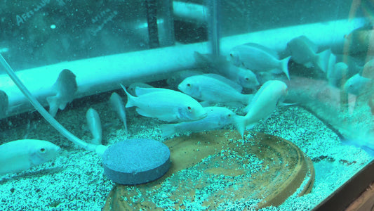 Albino Moori - Albino Blue Dolphin