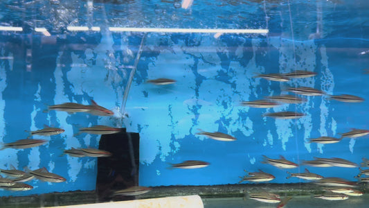 Roseline Shark Sahyadria denisonii