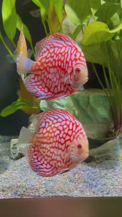 Super Red Discus