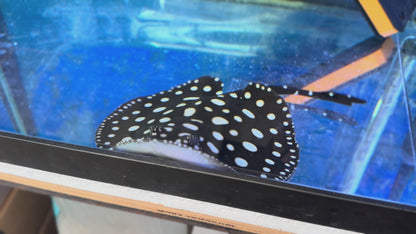 Black Diamond Stingray (Potamotrygon leopoldi)