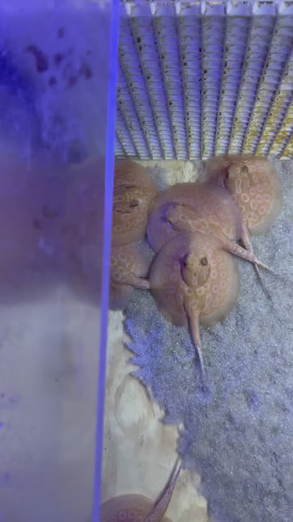 Black Diamong Hybrid Stringray 4"-6"