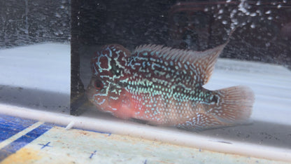 Hump Head Flowerhorn 4.5”-5”
