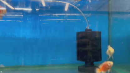 Red Chili Oscar (Astronotus ocellatus)