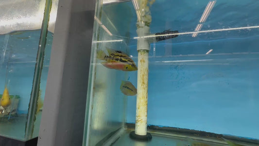 Salvini cichlids