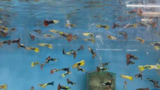 Assorted guppies 1 X PAIR