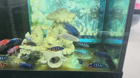 Blue Neon Peacock Cichlid