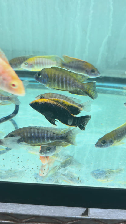 Sulfurhead Peacock Aulonocara maylandi