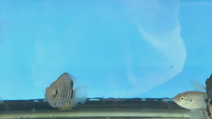 Green Severum (Heros efasciatus) SMALL/MEDIUM