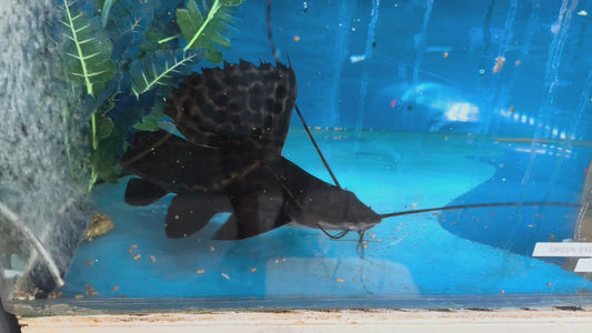 Sailfin Marble Achara Catfish (Leiarius Pictus)