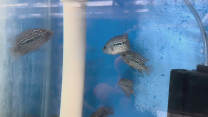 Red Texas Cichlid 3”