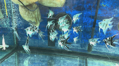 Blue Diamond Angelfish
Aquarium Bred and Raised
Pterophyllum scalare