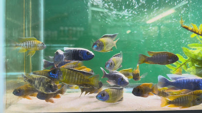 Lemon Jake Peacock - Fish