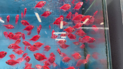 Glow Tetras