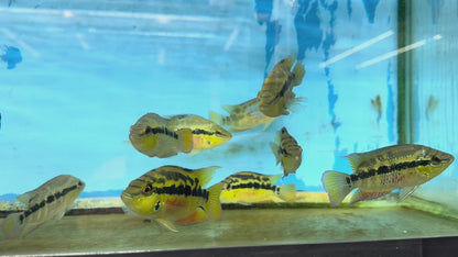 Salvini cichlids