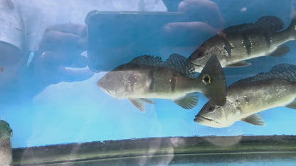 Butterfly Peacock Bass (Cichla ocellaris)