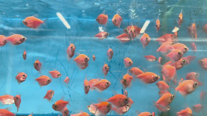 Glow Tetras