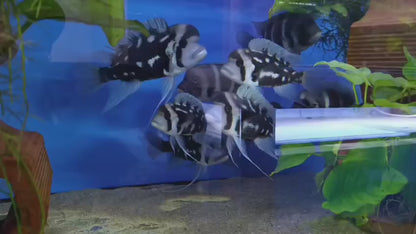 FRONTOSA NIGHT STAR EXTREMELY RARE - NOW LIMITED QUANTITIES