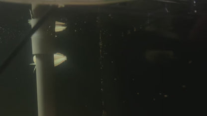 Platinum Silver Arowana - SNOW BLACK AROWANA - ONLY ONES IN THE USA WILD