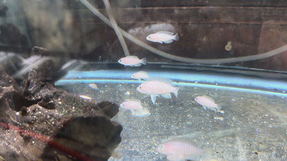 Multies Shell Dweller Cichlid (Neolamprologus multifasciatus)