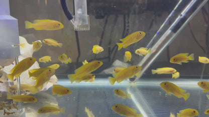 Chindongo saulosi Mbuna German Blood (Juveniles 2")